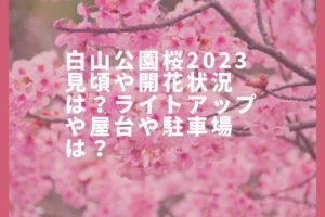 白山公園桜2023見頃や開花状況は?ライトアップや屋台や駐車場は?