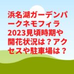 浜名湖ガーデンパークネモフィラ2023見頃時期や開花状況は？アクセスや駐車場は？
