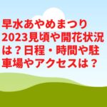 早水あやめまつり2023見頃や開花状況は？駐車場やアクセスは？
