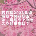 石割桜2023見頃時期や開花状況は？場所やアクセスや駐車場は？