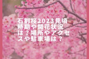 石割桜2023見頃時期や開花状況は？場所やアクセスや駐車場は？