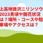 上高地徳沢ニリンソウ2023見頃や開花状況は？場所・コースや駐車場やアクセスは？