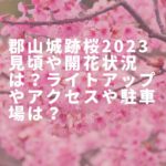 郡山城跡桜2023見頃や開花状況は？ライトアップやアクセスや駐車場は？