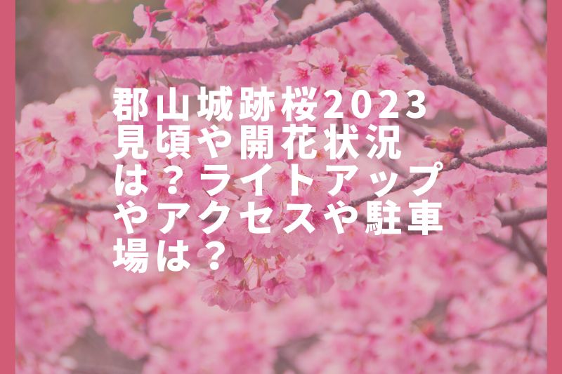 郡山城跡桜2023見頃や開花状況は?ライトアップやアクセスや駐車場は?