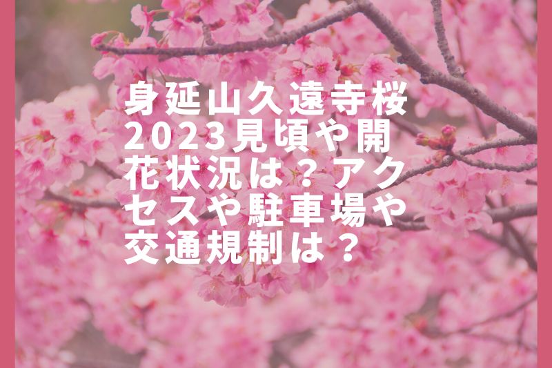 身延山久遠寺桜2023見頃や開花状況は?アクセスや駐車場や交通規制は?