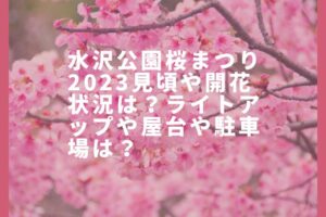 水沢公園桜まつり2023見頃や開花状況は？ライトアップや屋台や駐車場は？