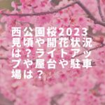 西公園桜2023見頃や開花状況は？ライトアップや屋台や駐車場は？