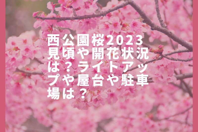 西公園桜2023見頃や開花状況は?ライトアップや屋台や駐車場は?