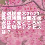 登別桜並木2023見頃時期や開花状況は？見どころや駐車場やアクセスは？
