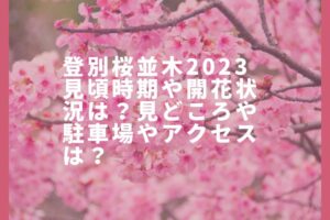 登別桜並木2023見頃時期や開花状況は?見どころや駐車場やアクセスは?