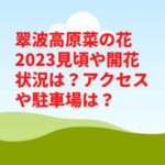 翠波高原菜の花2023見頃や開花状況は？アクセスや駐車場は？