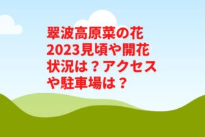 翠波高原菜の花2023見頃や開花状況は？アクセスや駐車場は？