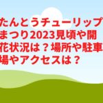 たんとうチューリップまつり2023見頃や開花状況は？場所や駐車場やアクセスは？