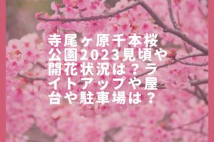 寺尾ヶ原千本桜公園2023見頃や開花状況は？ライトアップや屋台や駐車場は？