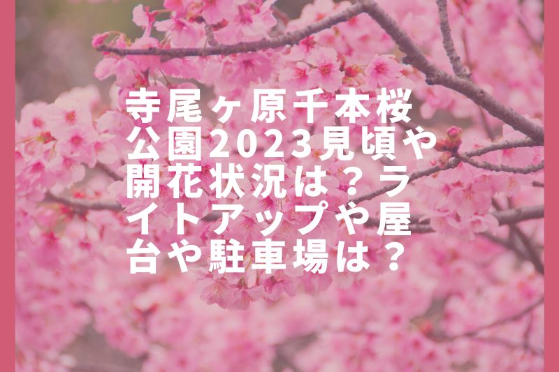 寺尾ヶ原千本桜公園2023見頃や開花状況は？ライトアップや屋台や駐車場は？