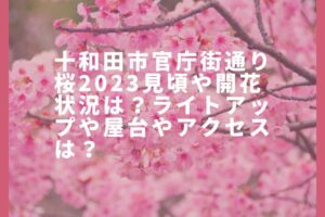 十和田市官庁街通り桜2023見頃や開花状況は？ライトアップや屋台やアクセスは？