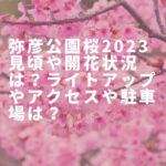 弥彦公園桜2023見頃や開花状況は？ライトアップやアクセスや駐車場は？