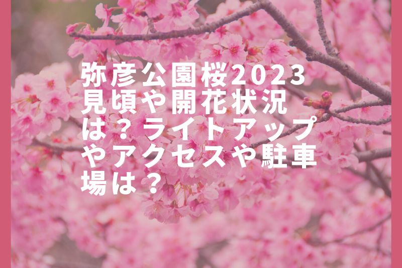 弥彦公園桜2023見頃や開花状況は？ライトアップやアクセスや駐車場は？
