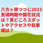 八方ヶ原つつじ2023見頃時期や開花状況は？見どころやアクセスや駐車場は？