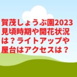 賀茂しょうぶ園2023見頃時期や開花状況は？ライトアップや屋台はアクセスは？