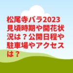 松尾寺バラ2023見頃時期や開花状況は？公開日程や駐車場やアクセスは？