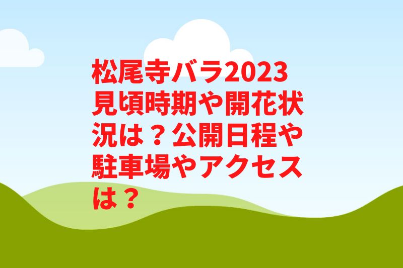 松尾寺バラ2023見頃時期や開花状況は？公開日程や駐車場やアクセスは？