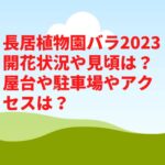 長居植物園バラ2023開花状況や見頃は？屋台や駐車場やアクセスは？