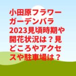 小田原フラワーガーデンバラ2023見頃時期や開花状況は？見どころやアクセスや駐車場は？