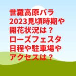 世羅高原バラ2023見頃時期や開花状況は？ローズフェスタ日程や駐車場やアクセスは？