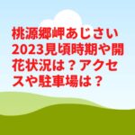 桃源郷岬あじさい2023見頃時期や開花状況は？アクセスや駐車場は？