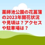 薬師池公園花菖蒲2023開花状況や見頃は？屋台や駐車場やアクセスは？