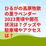 ひるがの高原牧歌の里ラベンダー2023見頃や開花状況は？グッズや駐車場やアクセスは？