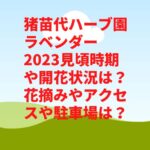 猪苗代ハーブ園ラベンダー2023見頃時期や開花状況は？花摘みやアクセスや駐車場は？　