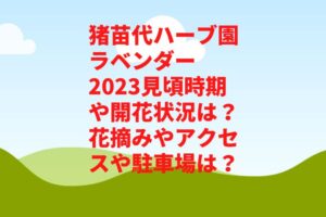 猪苗代ハーブ園ラベンダー2023見頃時期や開花状況は？花摘みやアクセスや駐車場は？　