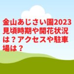 金山あじさい園2023見頃時期や開花状況は？アクセスや駐車場は？