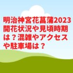 明治神宮花菖蒲2023開花状況や見頃時期は？混雑やアクセスや駐車場は？