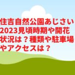 住吉自然公園あじさい2023見頃時期や開花状況は？見どころや駐車場やアクセスは？