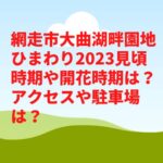 網走市大曲湖畔園地ひまわり2023見頃時期や開花状況は？アクセスや駐車場は？