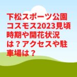 下松スポーツ公園コスモス2023見頃時期や開花状況は？アクセスや駐車場は？　