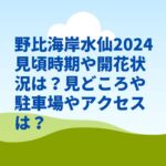 野比海岸水仙2024見頃時期や開花状況は？見どころや駐車場やアクセスは？