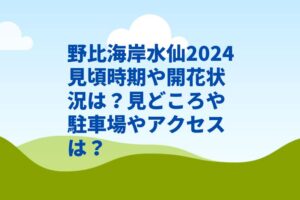 野比海岸水仙2024見頃時期や開花状況は？見どころや駐車場やアクセスは？