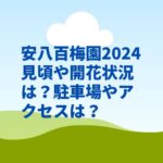 安八百梅園2024見頃や開花状況は？駐車場やアクセスは？