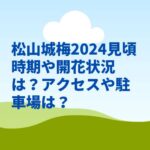 松山城梅2024見頃時期や開花状況は？アクセスや駐車場は？　