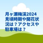 月ヶ瀬梅渓2024見頃時期や開花状況は？アクセスや駐車場は？