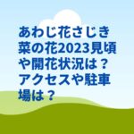 あわじ花さじき菜の花2024見頃や開花状況は？駐車場やアクセスは？