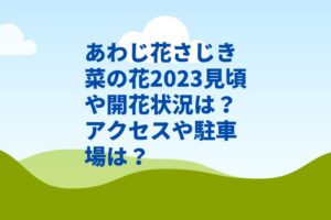あわじ花さじき菜の花2024見頃や開花状況は？駐車場やアクセスは？