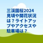 三渓園桜2024見頃や開花状況は？ライトアップや駐車場やアクセスは？