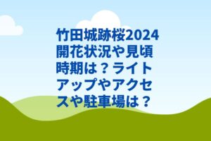 竹田城跡桜2024開花状況や見頃時期は？ライトアップやアクセスや駐車場は？