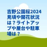 吉野公園桜2024見頃や開花状況は？ライトアップや屋台や駐車場は？