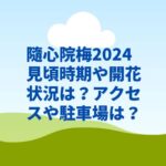 隨心院梅2024見頃時期や開花状況は？駐車場やアクセスは？